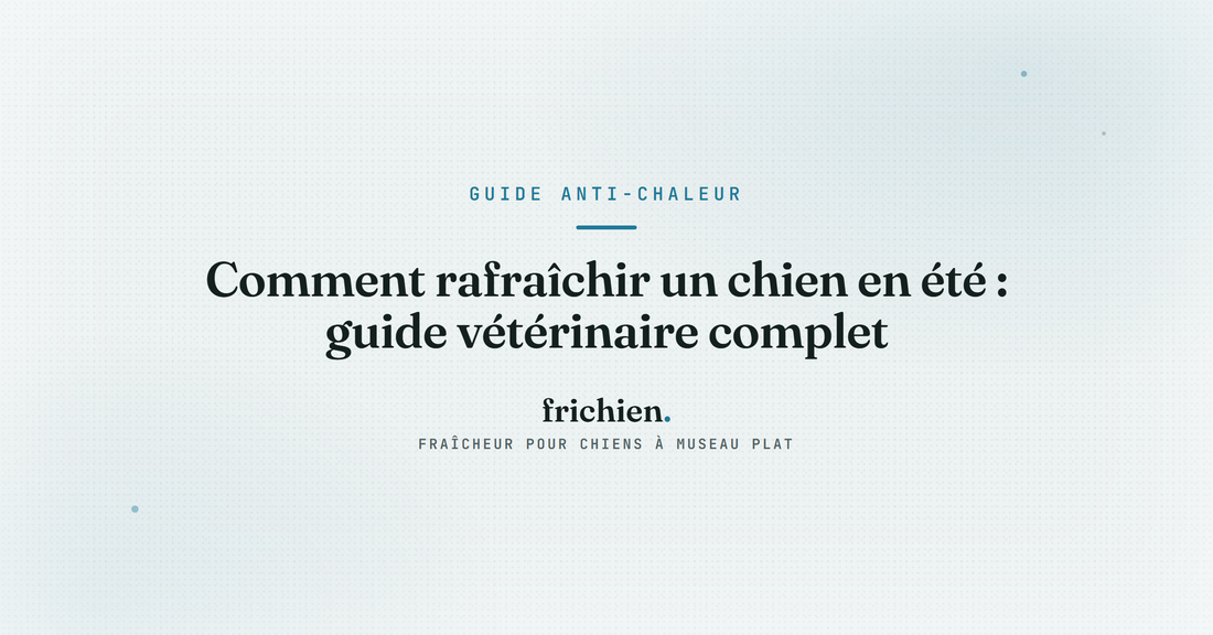 Comment rafraîchir un chien en été : guide vétérinaire complet