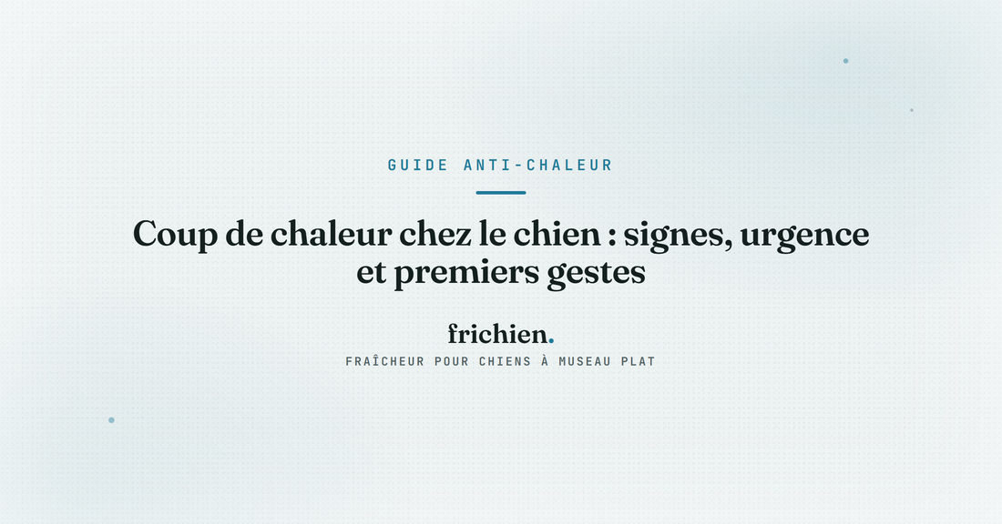 Coup de chaleur chez le chien : signes, urgence et premiers gestes