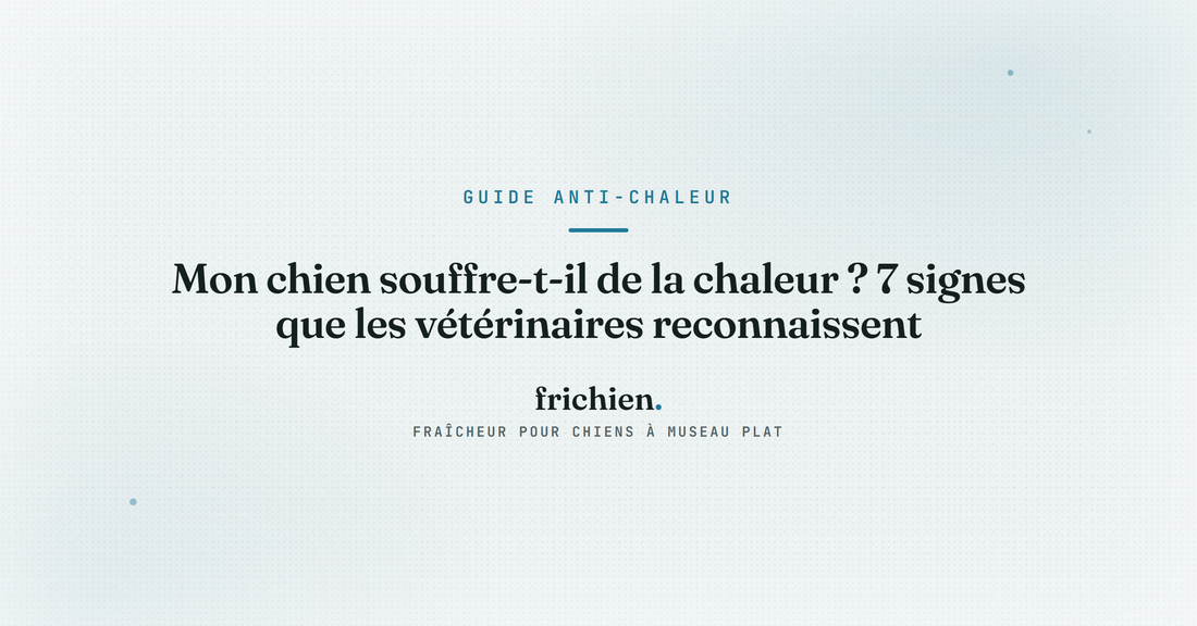 Mon chien souffre-t-il de la chaleur ? 7 signes que les vétérinaires reconnaissent