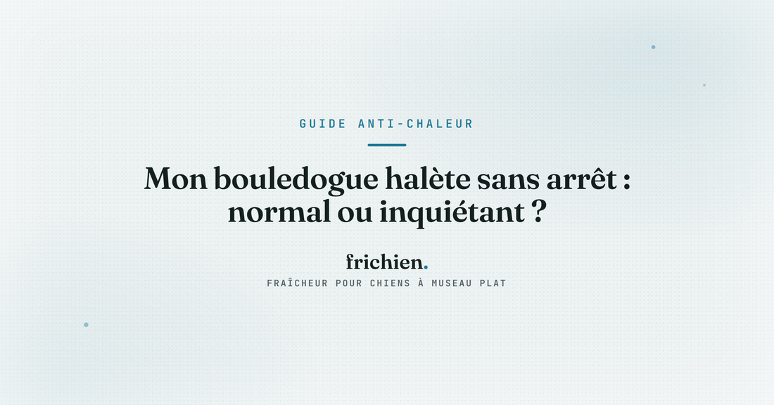 Mon bouledogue halète sans arrêt : normal ou inquiétant ?
