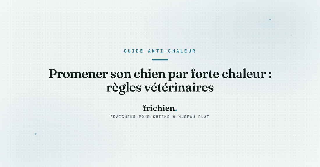 Promener son chien par forte chaleur : règles vétérinaires