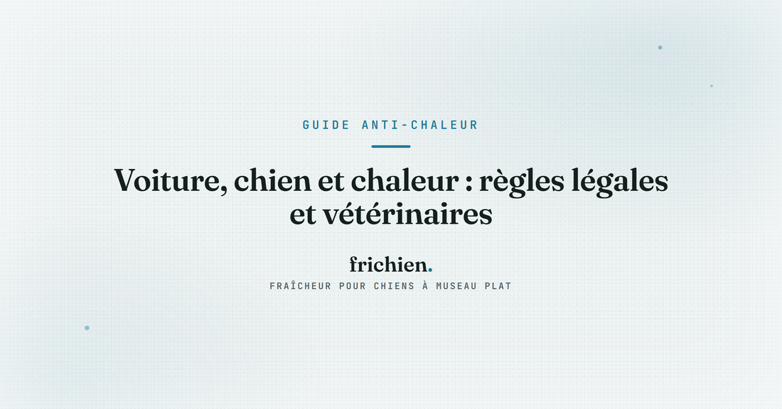 Voiture, chien et chaleur : règles légales et vétérinaires