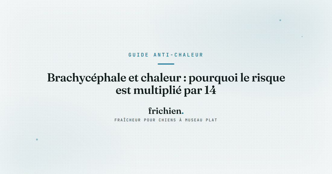 Brachycéphale et chaleur : pourquoi le risque est multiplié par 14