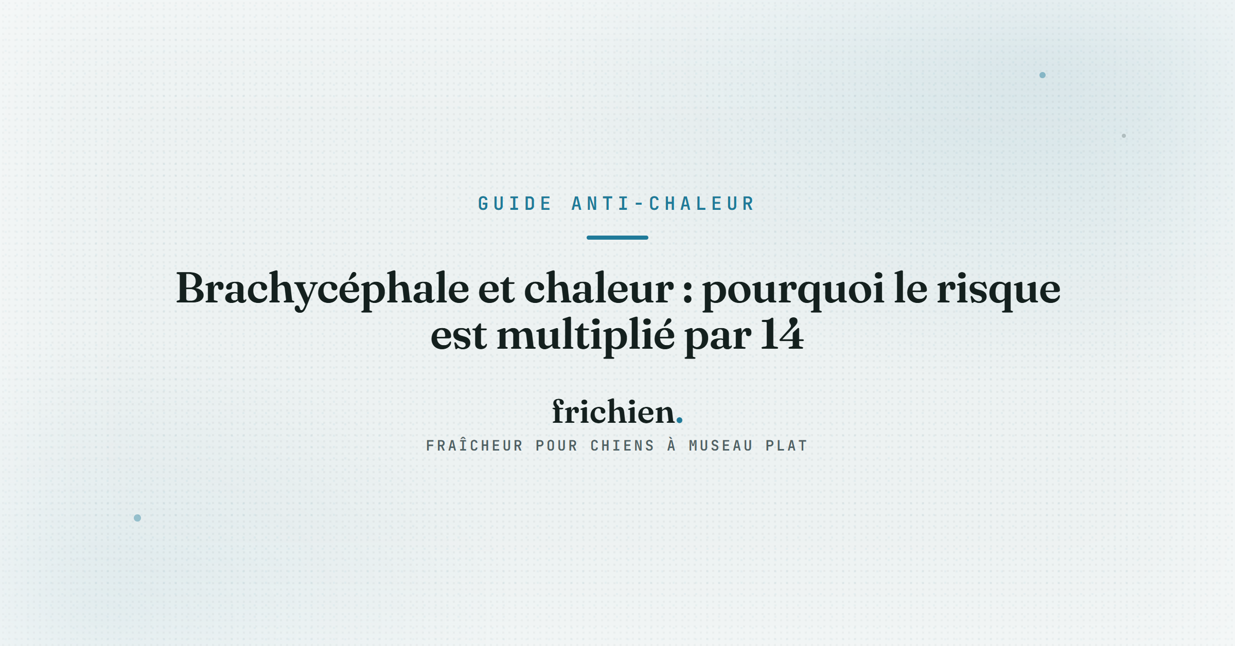 Brachycéphale et chaleur : pourquoi le risque est multiplié par 14