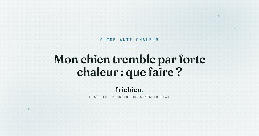 Mon chien tremble par forte chaleur : que faire ?