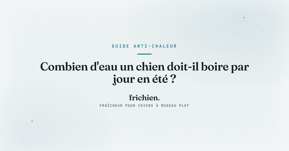 Combien d'eau un chien doit-il boire par jour en été ?