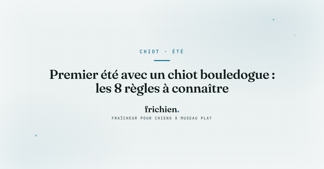 Premier été avec un chiot bouledogue : les 8 règles à connaître