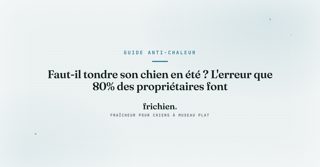 Faut-il tondre son chien en été ? L'erreur que 80% des propriétaires font