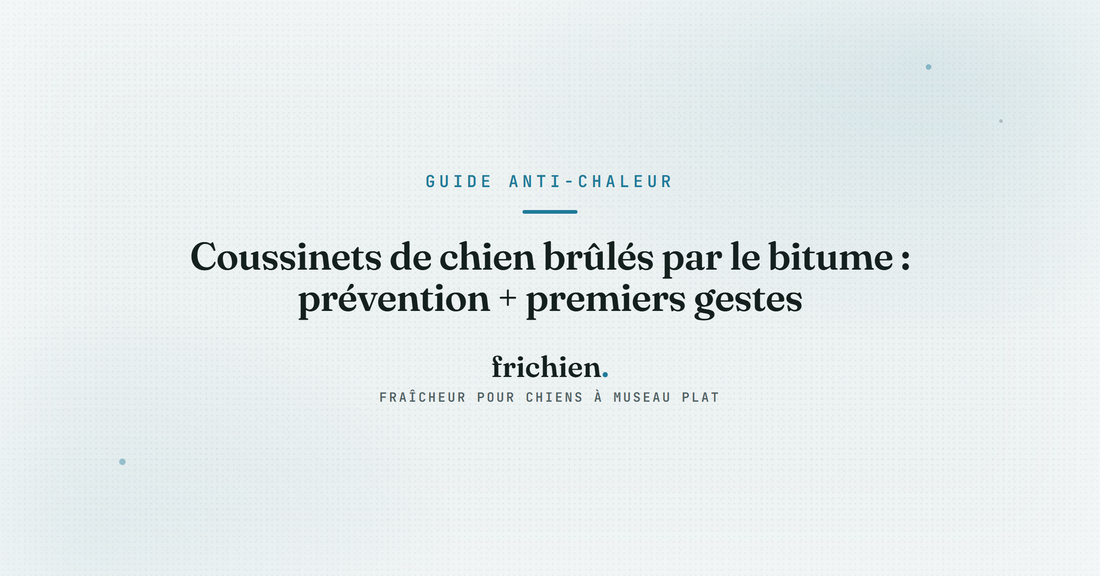 Coussinets de chien brûlés par le bitume : prévention + premiers gestes