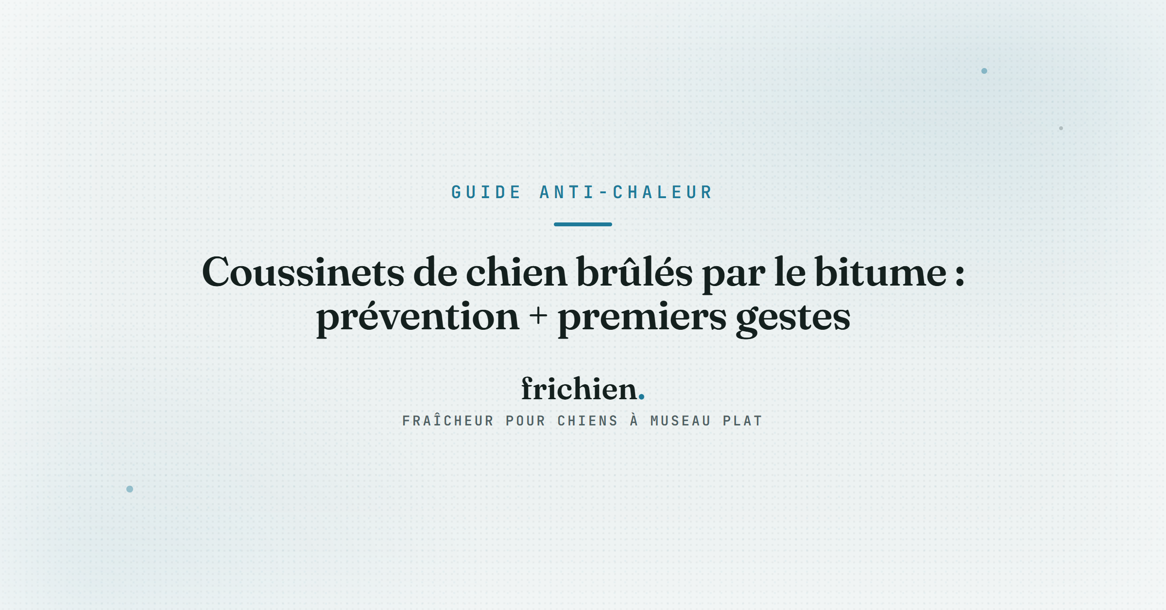 Coussinets de chien brûlés par le bitume : prévention + premiers gestes