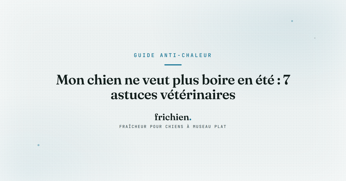Mon chien ne veut plus boire en été : 7 astuces vétérinaires