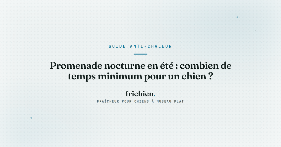 Promenade nocturne en été : combien de temps minimum pour un chien ?
