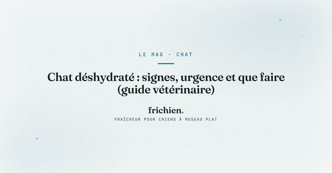 Chat déshydraté : signes, urgence et que faire (guide vétérinaire)